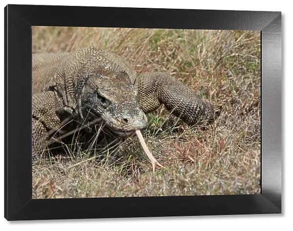 Komodo dragon - showing forked tongue - Rinca island - Indonesia