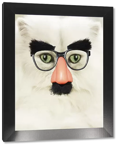 13131777. Persian Cat wearing false nose Groucho glasses Date