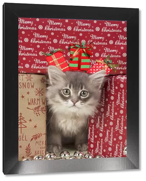 A20, 681. CAT. Tiffanie kitten( blue shaded ) in Christmas setting Date: 22-Jan-18