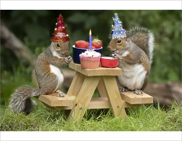 Two Grey Squirrels on a mini picnic bench having a birthday party