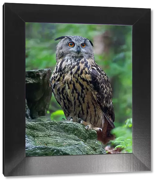 Eurasian eagle-owl. Enclosure in the Bavarian Forest National Park, Germany, Bavaria Date: 06-06-2021