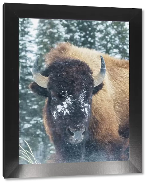 Bison Bull, winter wind and snowstorm Date: 04-02-2021