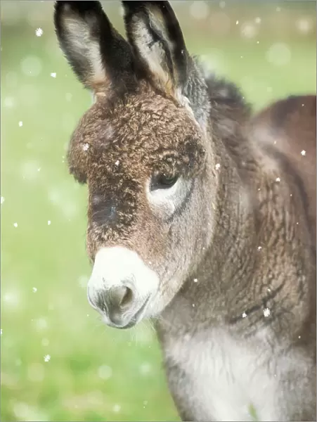 Donkey - foal in falling snow Digital Manipulation: snow
