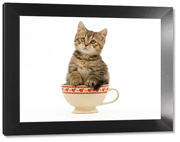 Cat - British Shorthair - 8 week old kitten in teacup