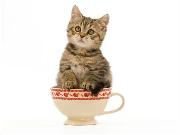 Cat - British Shorthair - 8 week old kitten in teacup