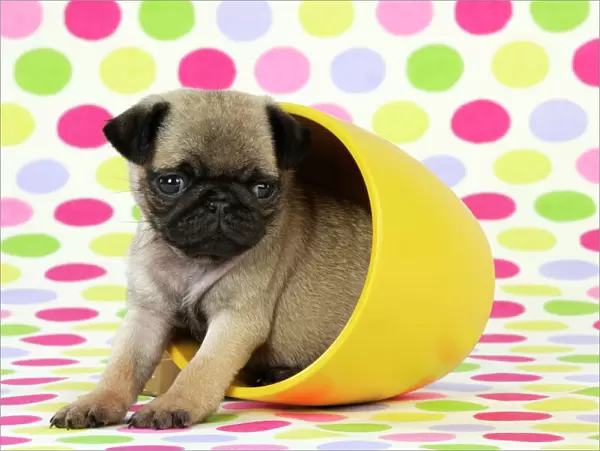 DOG. Pug puppy ( 6 wks old ) in a yellow pot