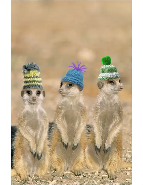 Suricate  /  Meerkat - wearing woolly hats. Digital Manipulation: Hats (Su)