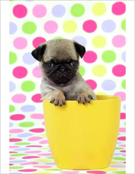 DOG. Pug puppy ( 6 wks old ) in a yellow pot