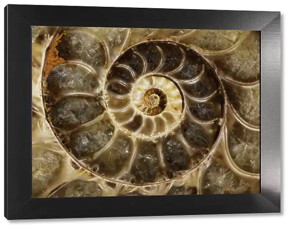 Fossil ammonite- Desmoceras spp. -Upper Early Cretaceous - Albian Stage - Mahajanga Province - Madagascar