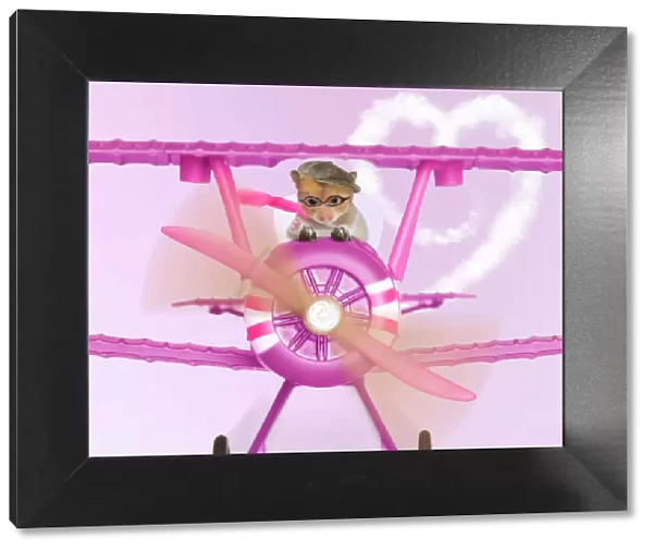 Hamster - flying aeroplane Digital Manipulation: backround colour, plane brown to pink, heart cloud