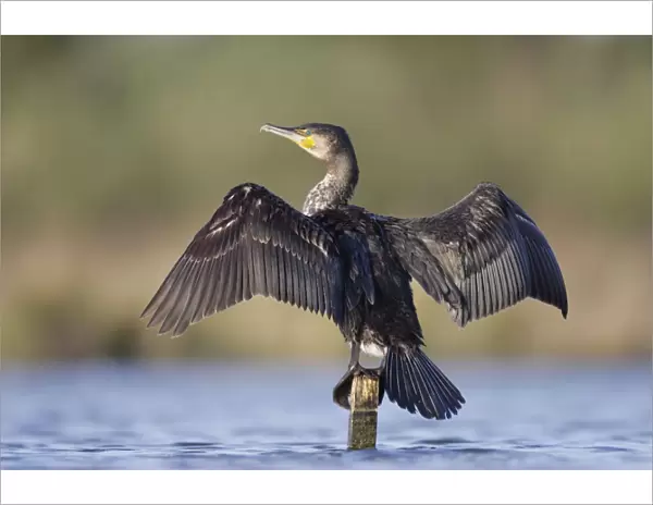 Great Cormorant - female with wings outstretched to dry - Cleveland - UK