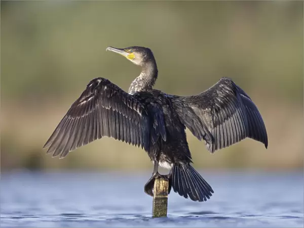 Great Cormorant - female with wings outstretched to dry - Cleveland - UK