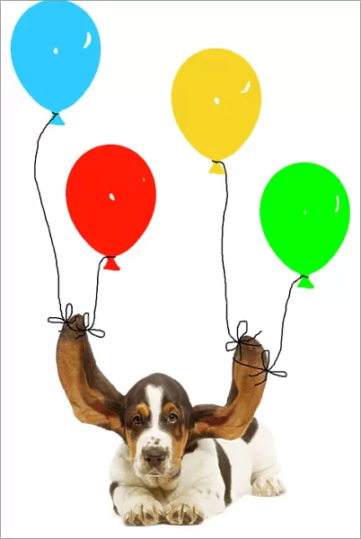 Dog - Bassett hound puppy with ears being held up by balloons