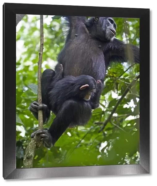Chimpanzee - mother swinging on vines carrying three month old infant - tropical forest - Western Uganda - Africa