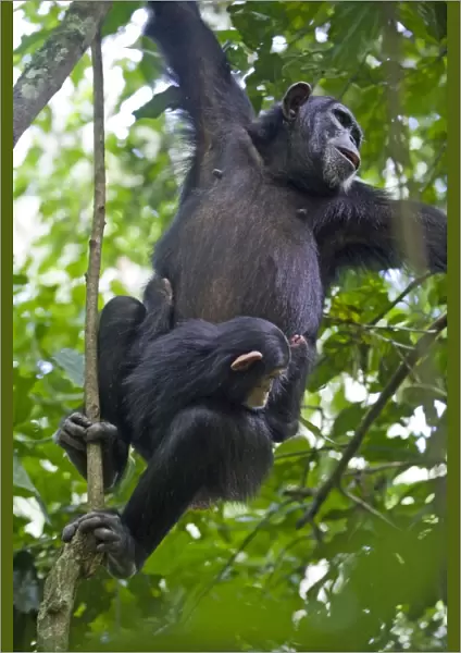Chimpanzee - mother swinging on vines carrying three month old infant - tropical forest - Western Uganda - Africa