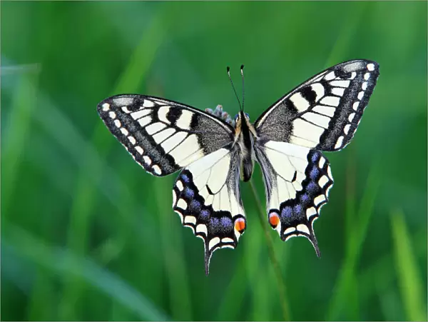 Butterfly, Swallowtail - resting on plant, Lower Saxony, Germany