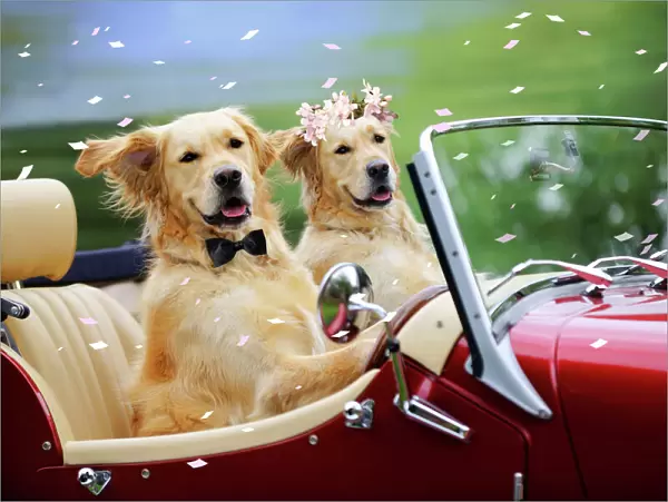 Golden Retriever Dog - wedding couple in car Digital Manipulation: Dog on right (JD) bow tie (JD) Flowers (JD)
