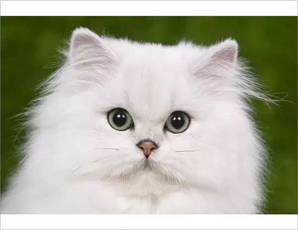 Cat - Persian Chinchilla - Kitten