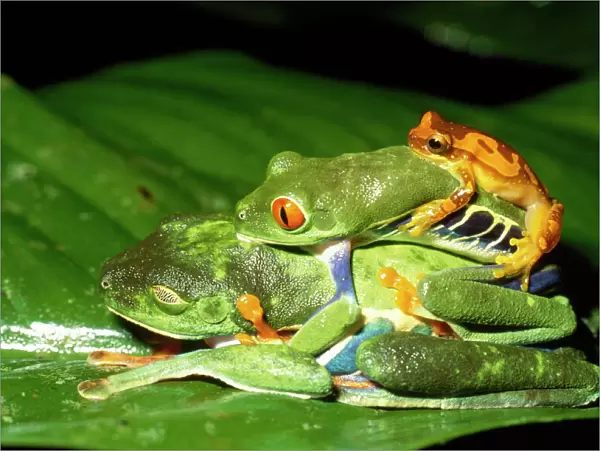 Tree Frog - two mating plus another - Costa Rica