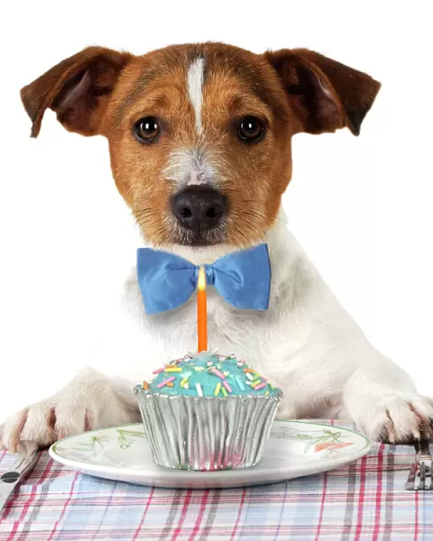 DOG. Jack russell terrier wearing bow tie sitting at table with Birthday cake. Digital Manipulation: removed chair - added different bow tie - cake & candle