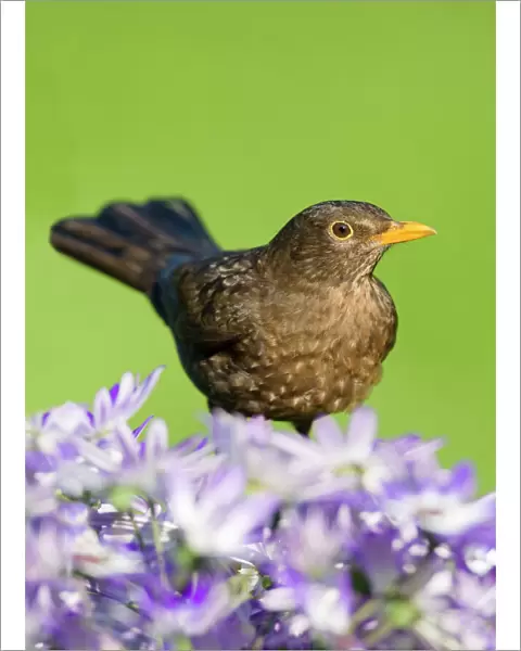 Blackbird - female - Norfolk UK