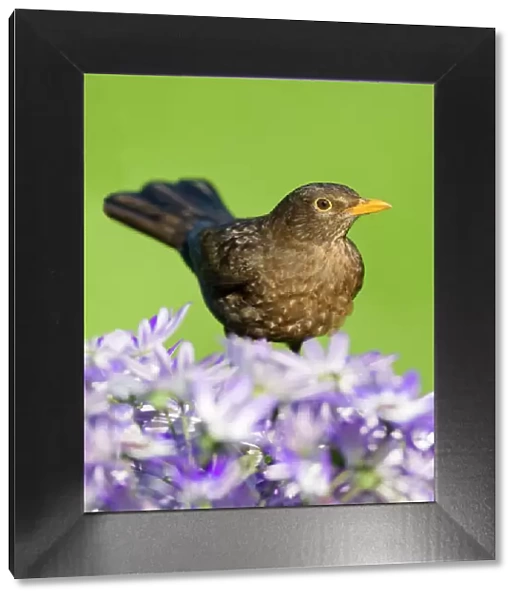 Blackbird - female - Norfolk UK