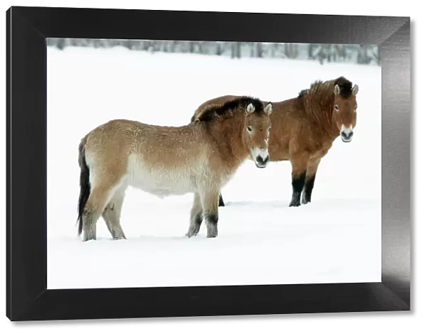 Przewalski Horse - stallion and mare in snow - Hessen - Germany