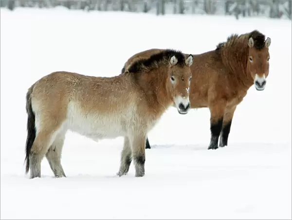 Przewalski Horse - stallion and mare in snow - Hessen - Germany