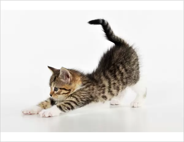 CAT. Kitten stretching