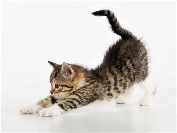 CAT. Kitten stretching