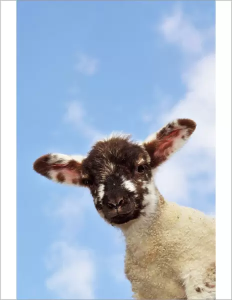 Sheep - lamb against blue sky