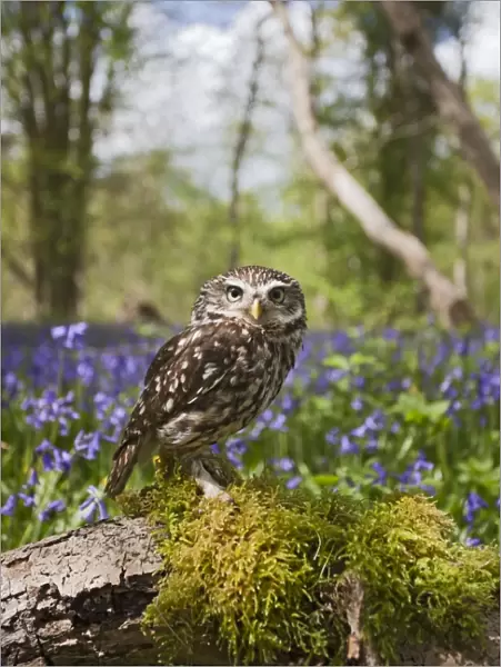 Little Owl - in bluebell wood - controlled conditions 10259