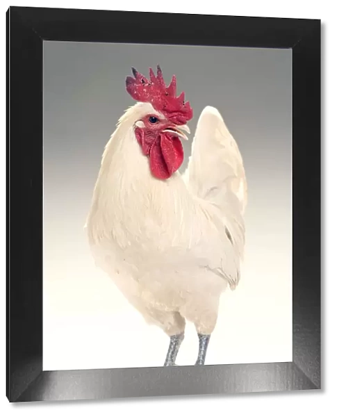 Chicken - Cockerel - white hybrid in studio