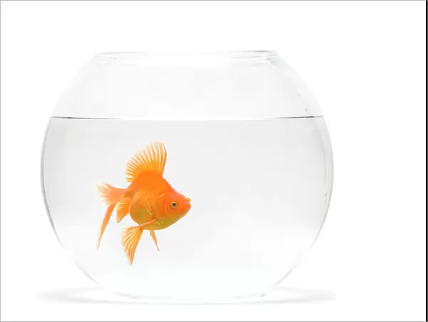 Fish bowl - with goldfish in studio