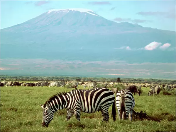 Zebra and Wildebeest - with Mount Kilamanjaro in background - Amboseli - Kenya