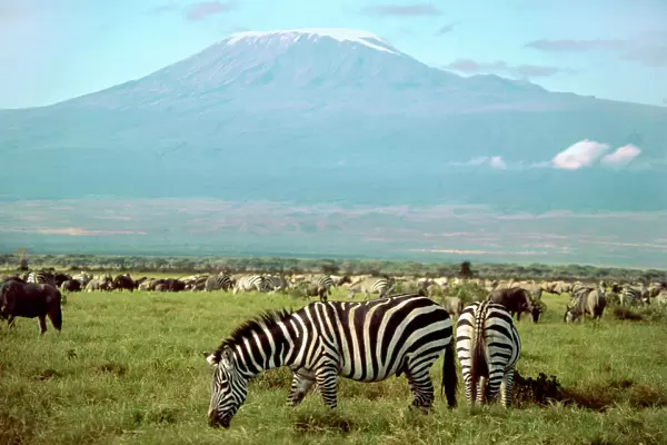 Zebra and Wildebeest - with Mount Kilamanjaro in background - Amboseli - Kenya