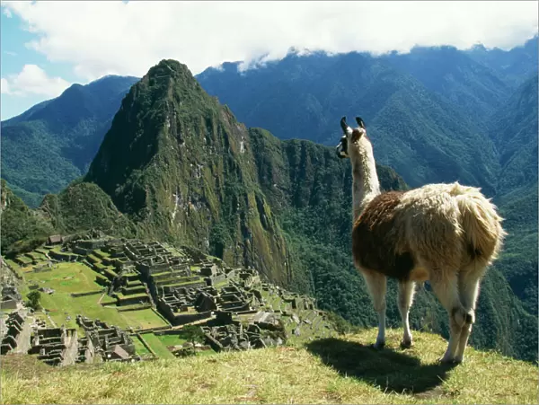 Llama FG 8898 Photographed at Machu Picchu, Peru. Lama glama © Francois Gohier  /  ARDEA LONDON