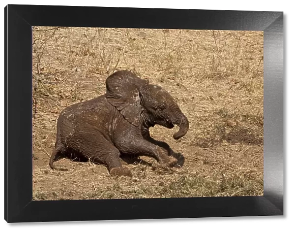 Elephant - baby covered in mud rolling on ground - Mashatu Game Reserve - Botswana
