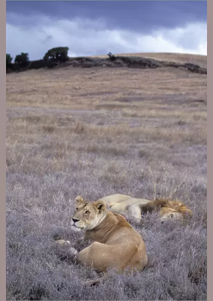 African Lion - mating pair - Ngorongoro Conservation Area - Tanzania