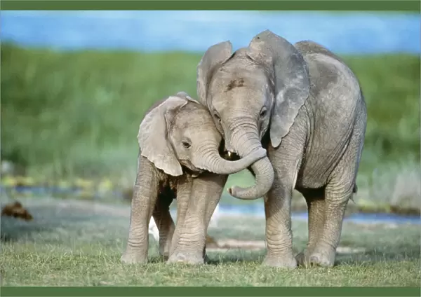 African ELEPHANT - two calves with trunks together