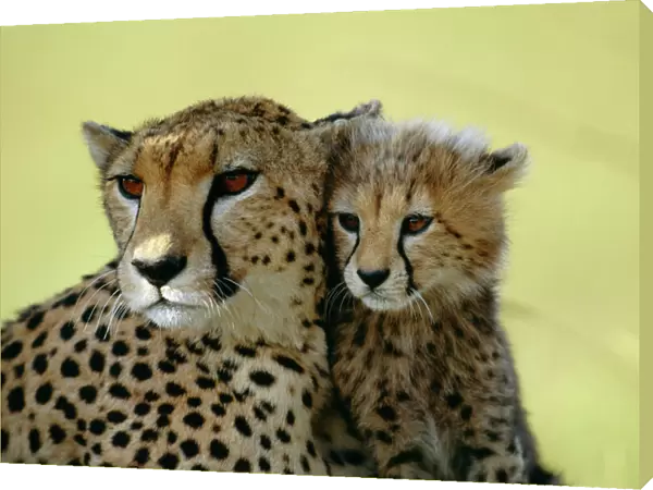 Cheetah Parent & Cub