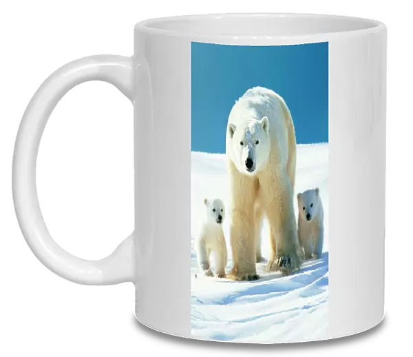 Polar Bear - Parent with cubs