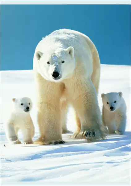 Polar Bear - Parent with cubs