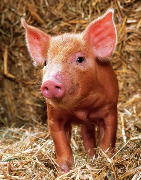 Tamworth Pig - Piglet in straw