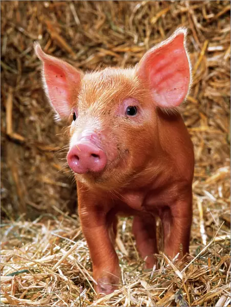 Tamworth Pig - Piglet in straw