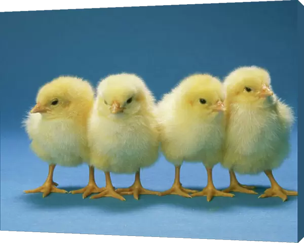 Chickens - x 4 Chicks