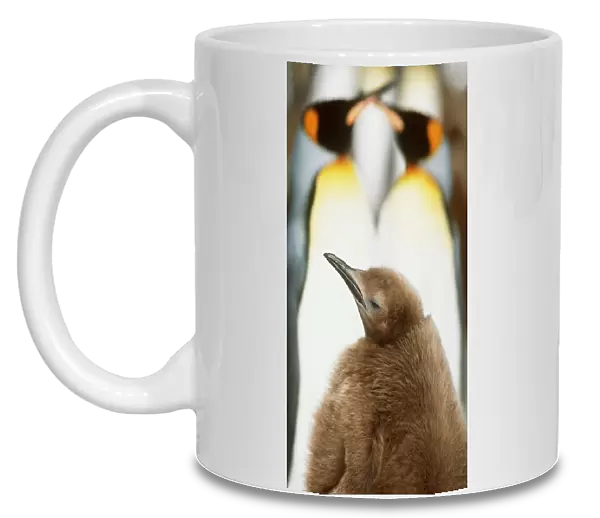 King Penguins - two adults and 10 Month Old Chick