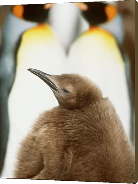 King Penguins - two adults and 10 Month Old Chick