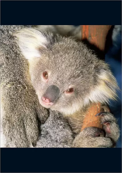 Koala - young