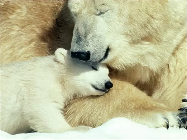 Polar Bear With cub